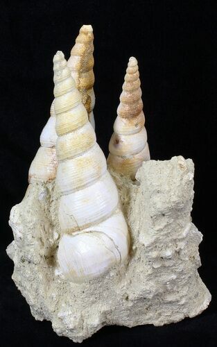 Beautiful Fossil Turritella Cluster - France #29620
